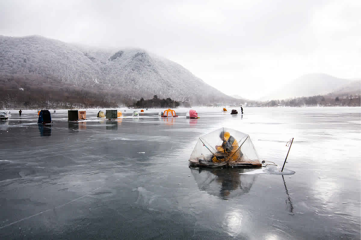 source: 朝日新聞 - Salmon return to Hokkaido