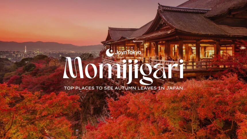 Momijigari in Japan