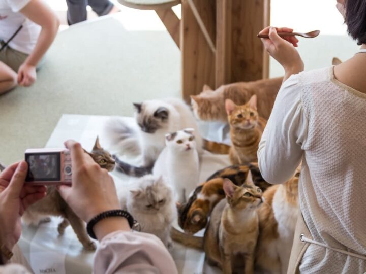 Are Cat Cafes in Japan More Ethical?