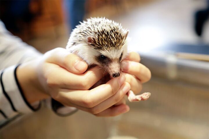 Hedgehogs and Small Nocturnal Animals