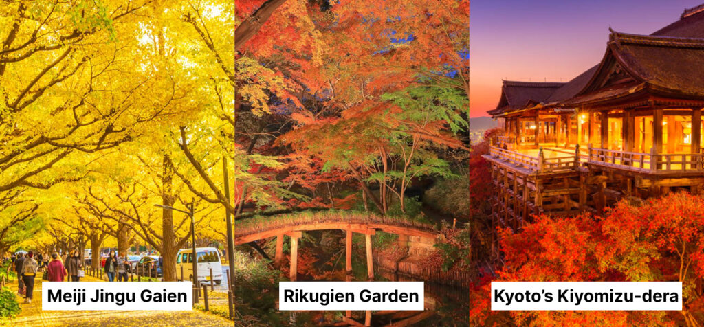 Japanese Autumn Spots