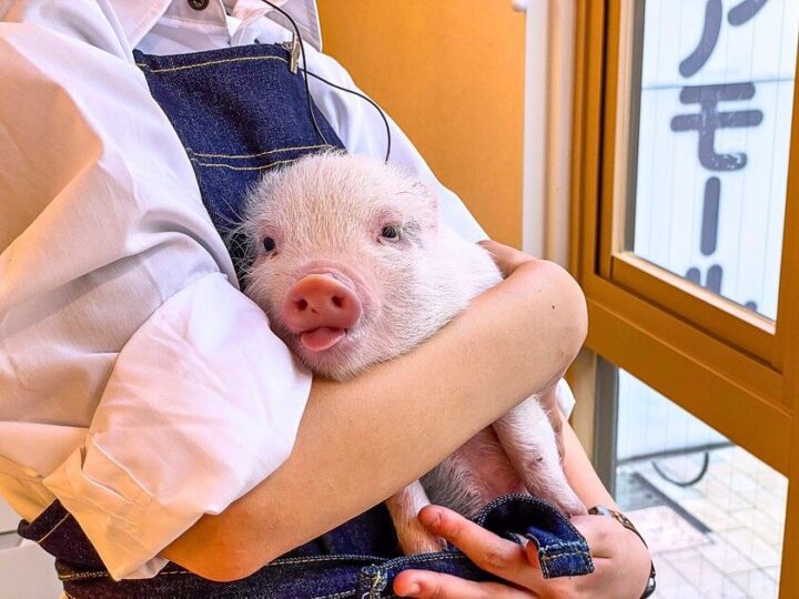 Miniature Pigs and Other Exotic Animals
