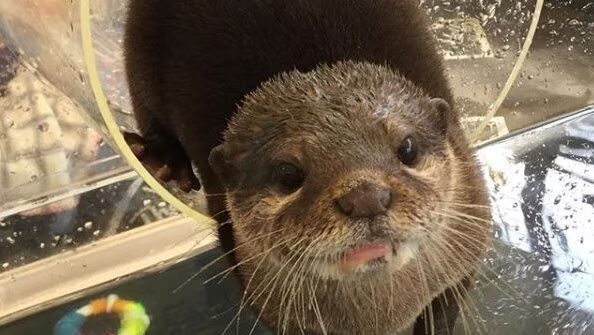 Otter Cafes in Japan
