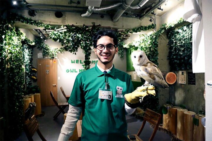 Owl and Bird Cafes in Japan