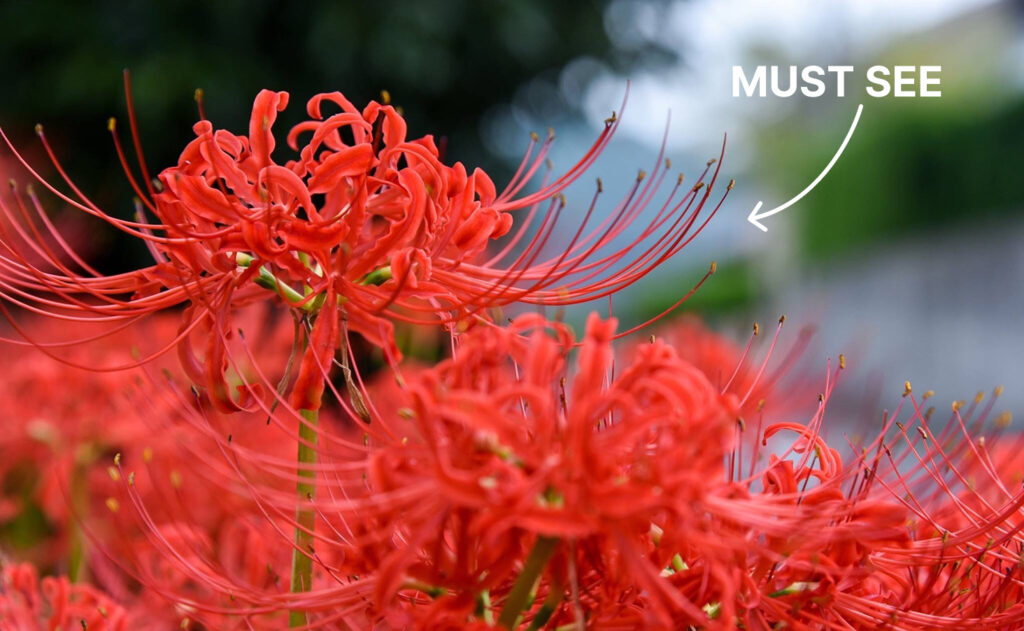 Red spider lily
