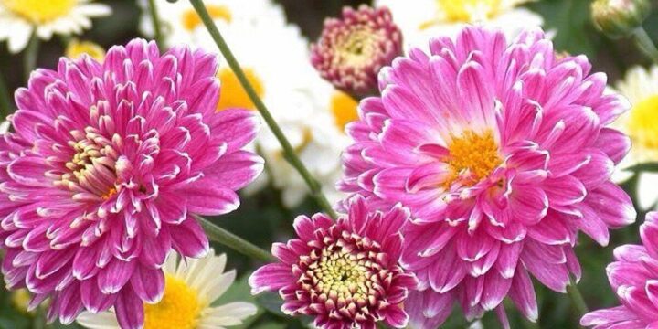 Sapporo Chrysanthemum Festival