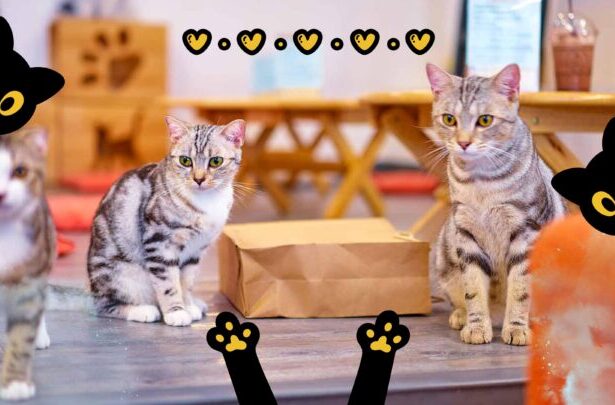 animal cafes in japan