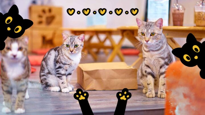 animal cafes in japan