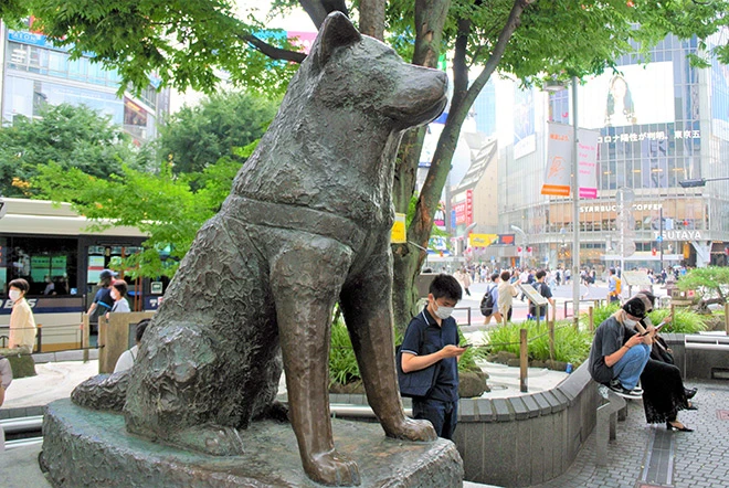 hackiko shibuya