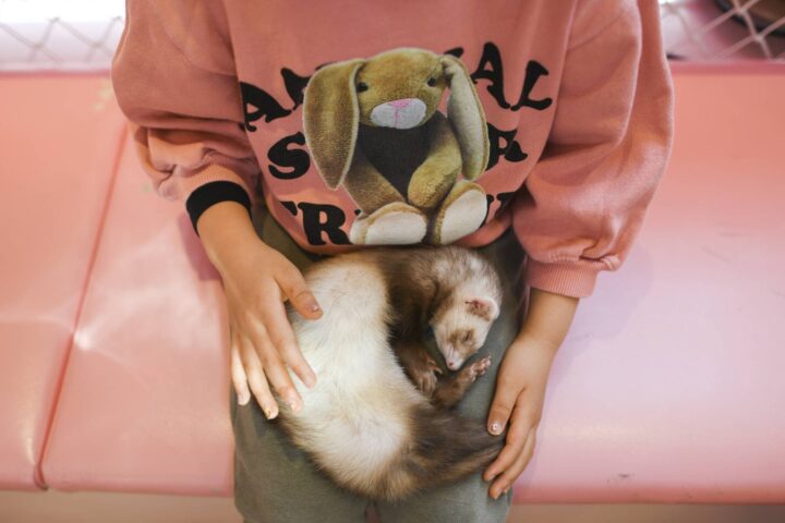 why animal cafes became popular in japa