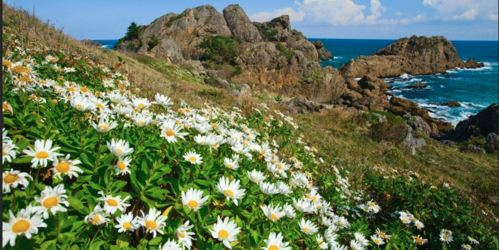 Tanesashi Coast (Hachinohe City, Aomori)